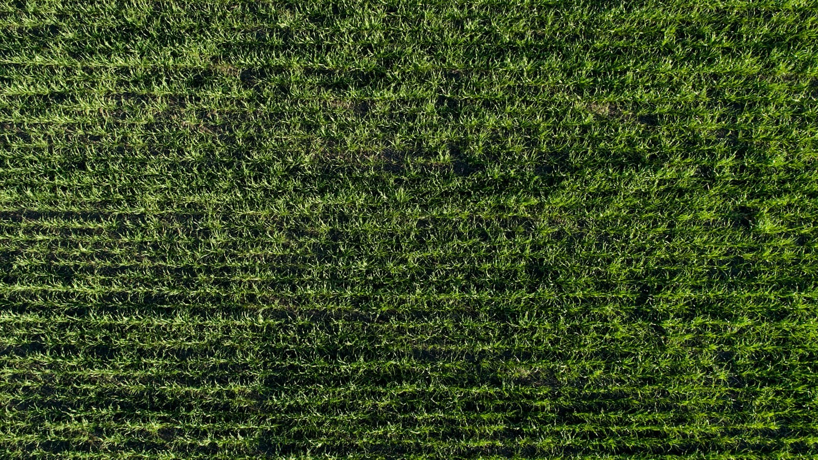 Aerial photograph showing the natural texture and rows of a green field